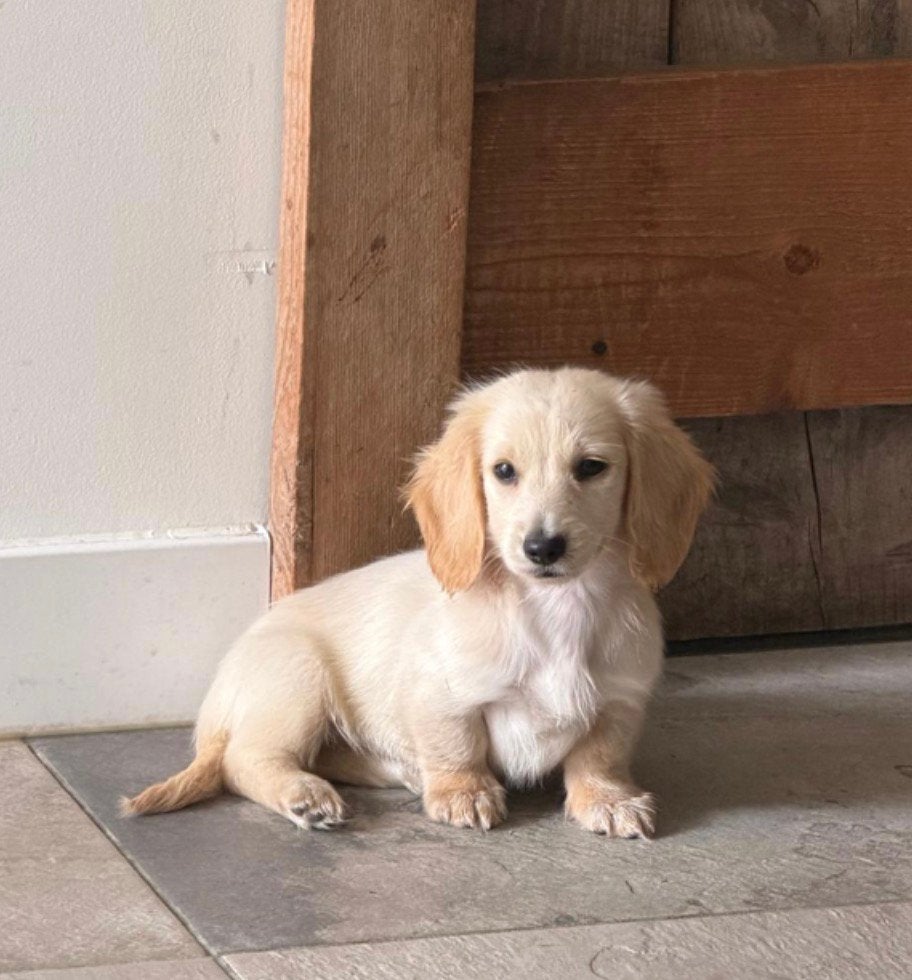 Cream Dwerg Teckel Pup REU Hollywood teckel (cream), Dieren en Toebehoren, België, Fokker | Hobbymatig, Dwerg, Langhaar