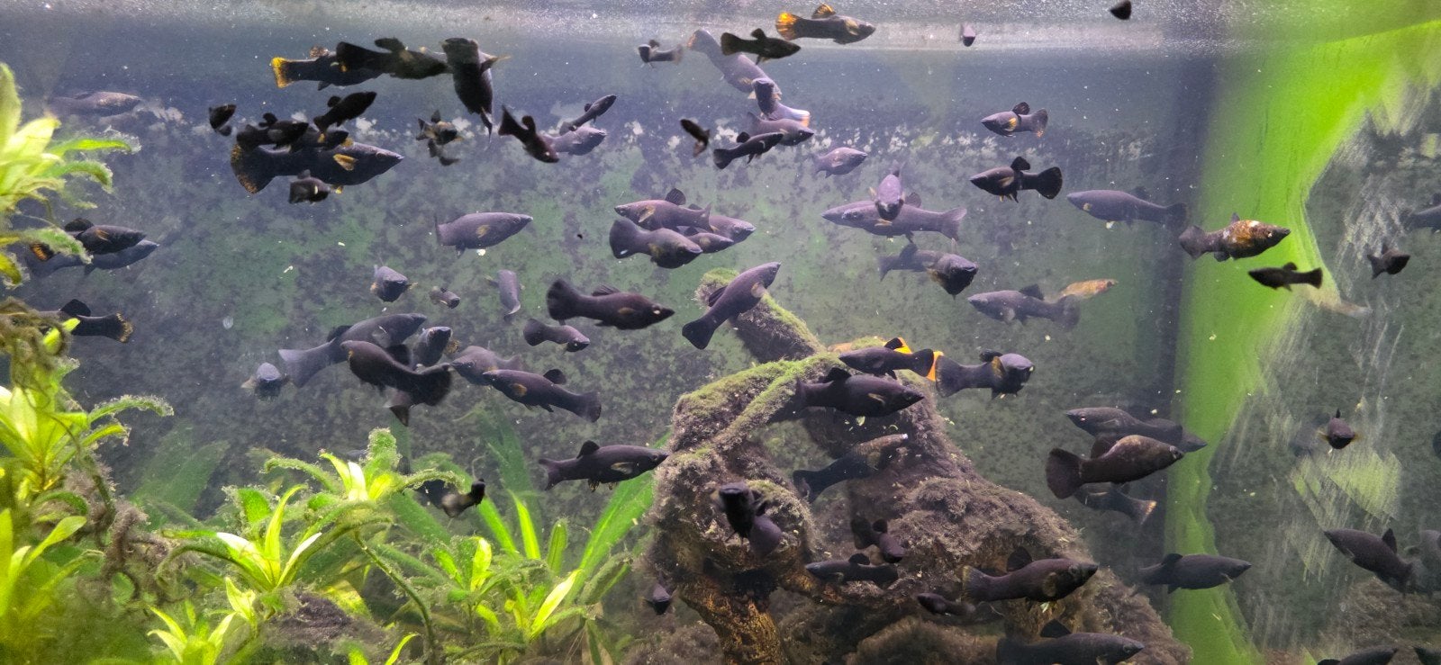 black molly vissen, Dieren en Toebehoren, Vis, Zoetwatervis, Schoolvis
