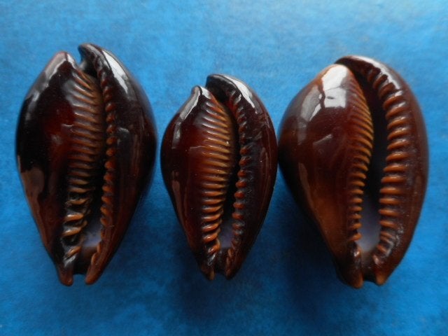 Schelpen: Cypraea adusta persica Sch.Sch. f++/gem 33-42mm, Verzenden, Schelp(en)