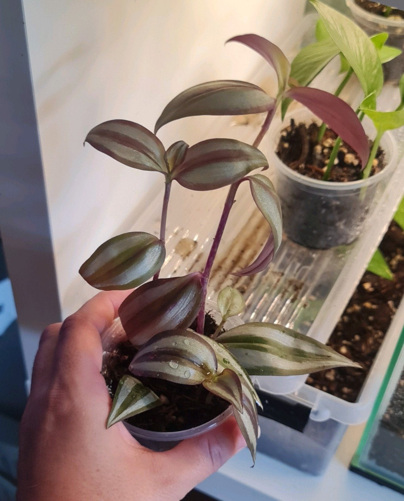 Tradescantia Zebrina (Vaderplant) –Volle pot, Huis en Inrichting, Ophalen of Verzenden, Halfschaduw, Minder dan 100 cm