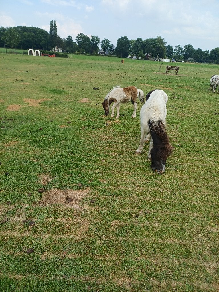 Nieuwe ad( merry met hengst veulen) en een appaloosa merrie, Dieren en Toebehoren, Pony's, Merrie, Niet van toepassing, A pony (tot 1.17m)