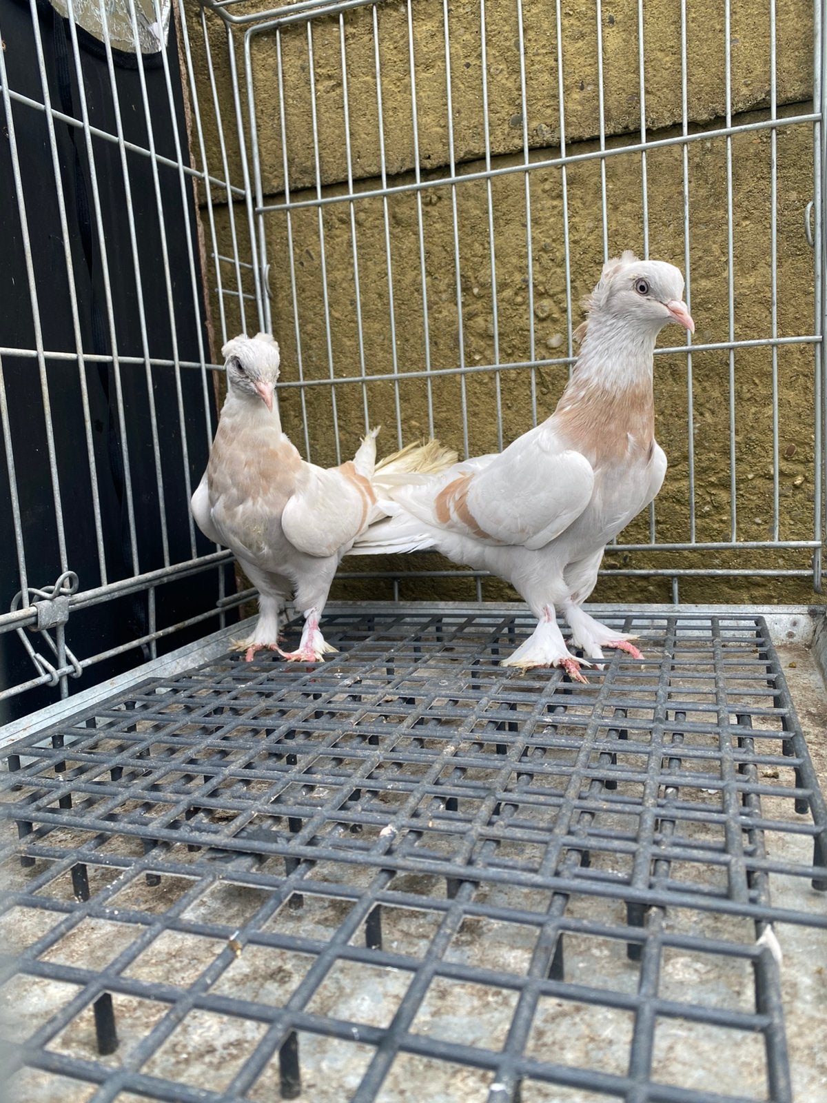 Takla tekkeli limon, Dieren en Toebehoren, Meerdere dieren, Postduif
