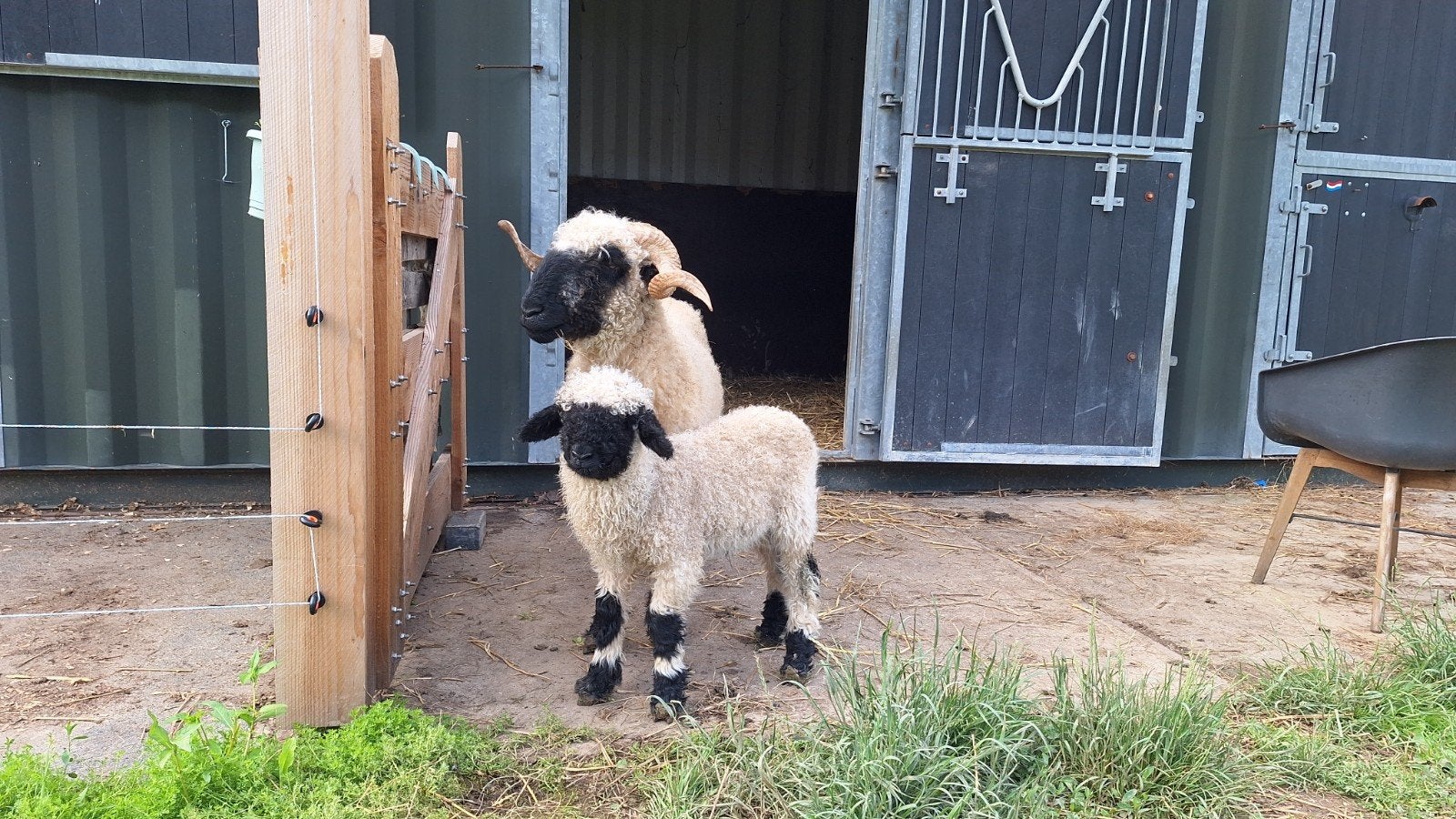 Prachtig Walliser Schwarznase lammetje ram te koop, Dieren en Toebehoren, Mannelijk, Schaap