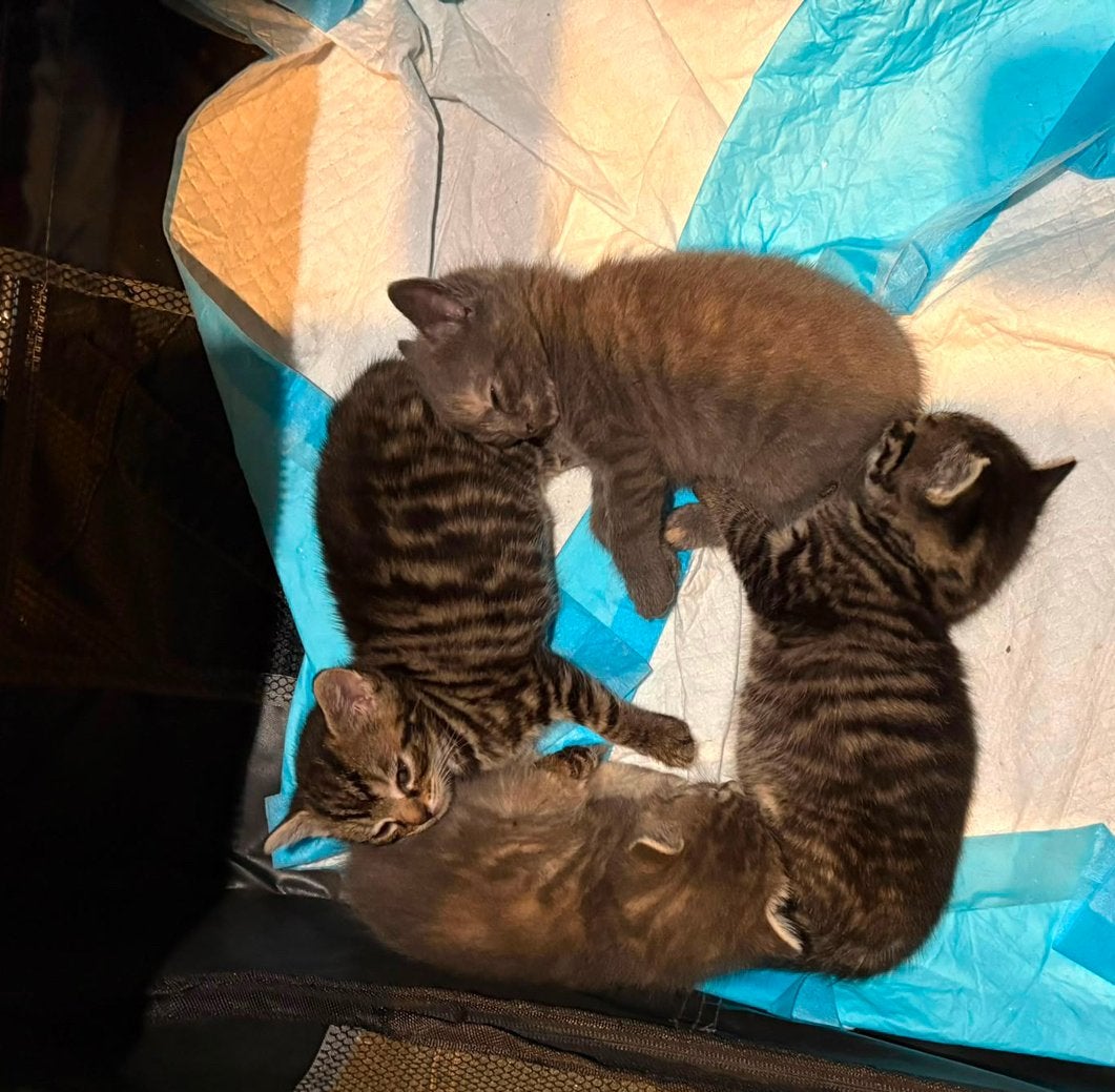 Europese kort haar kittens en moederpoes te koop, Poes