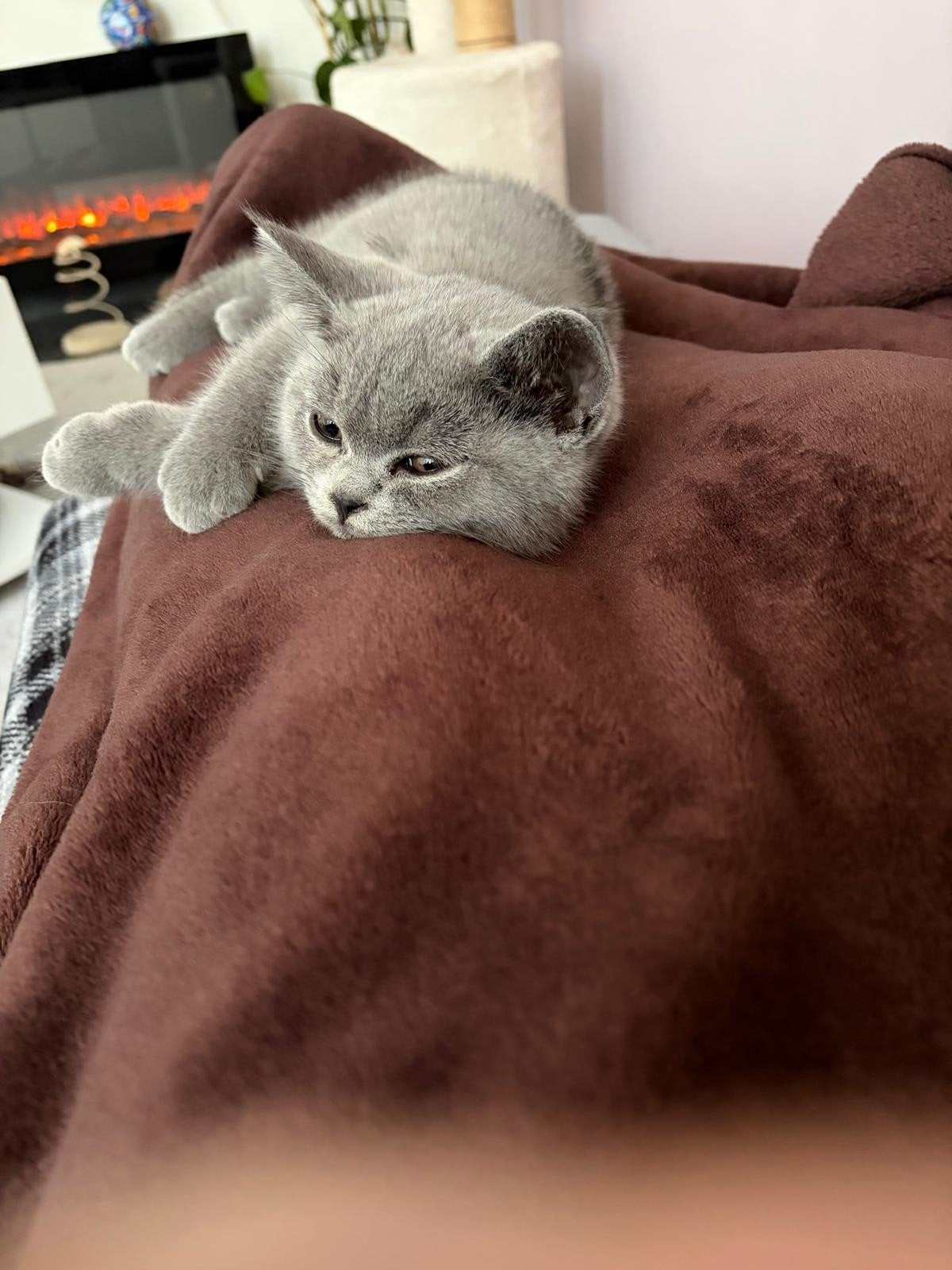 Prachtige en sociale Britse Korthaar kitten Ash jr. te koop, Kater, Kortharig, 0 tot 2 jaar