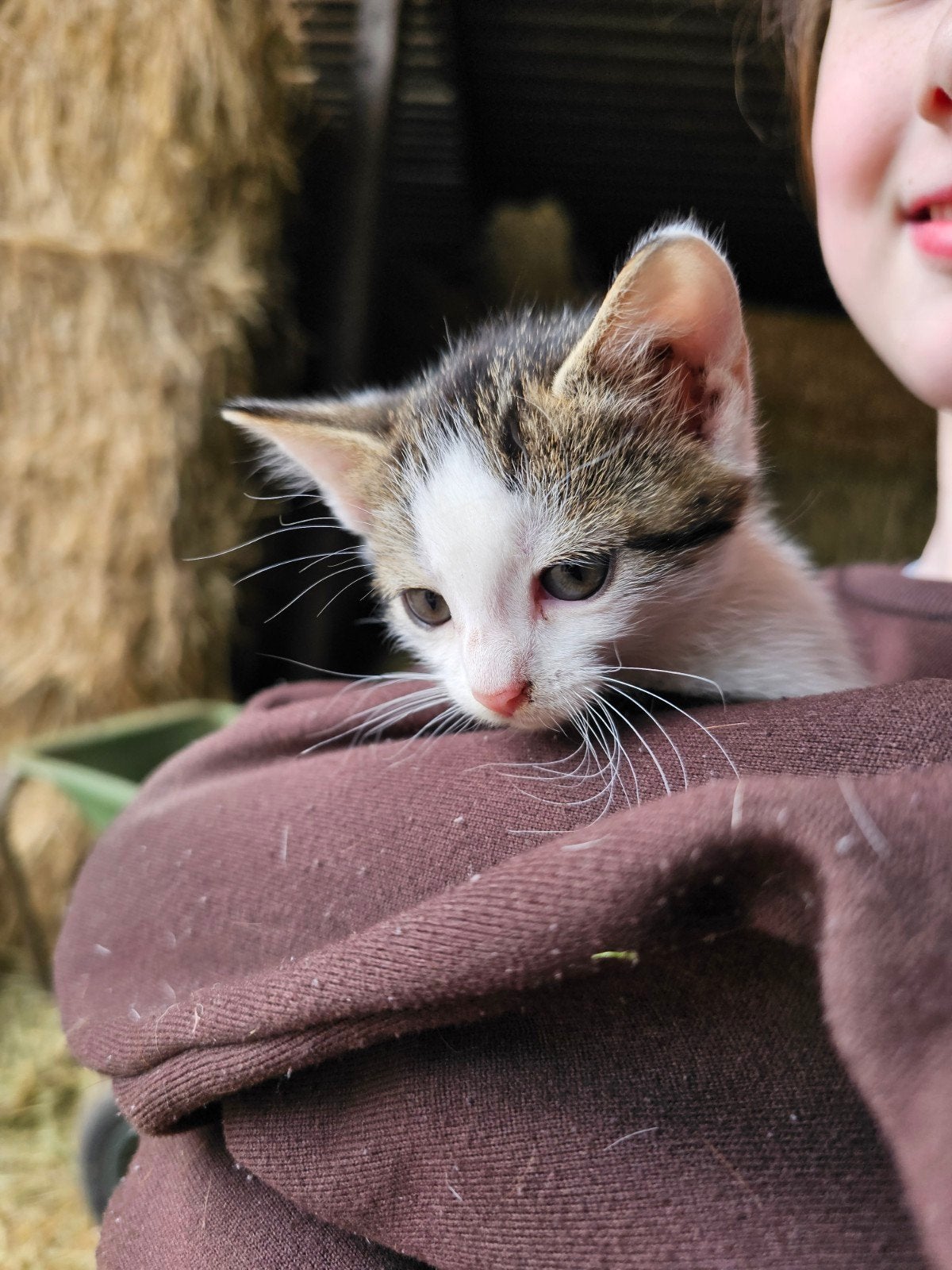 Kittens, Ontwormd