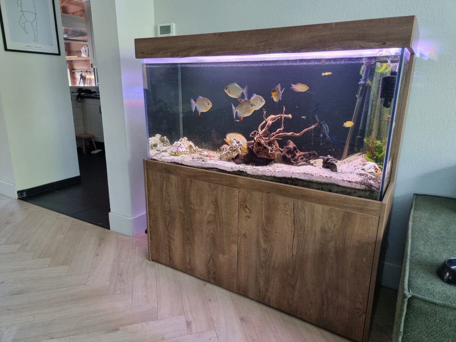 Compleet aquarium te koop!, Dieren en Toebehoren, Vissen | Aquaria en Toebehoren, Ophalen, Zo goed als nieuw, Gevuld zoetwateraquarium