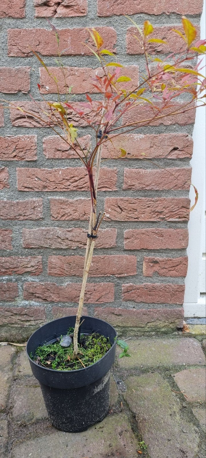 Nandina, hemelse bamboe, Tuin en Terras, Planten | Struiken en Hagen, Ophalen, Bamboe
