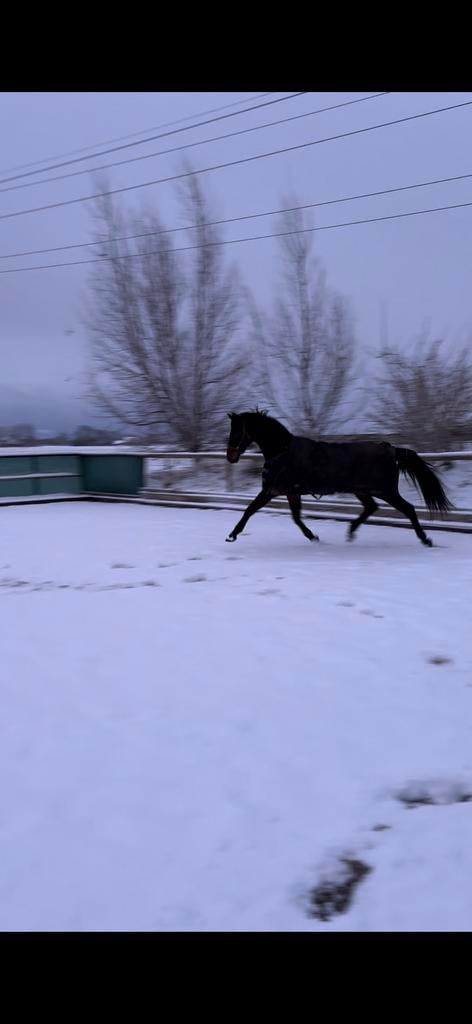 Liefste 5 jarige van stal️, Dieren en Toebehoren, Paarden, Springpaard, Met stamboom, Ruin, Onbeleerd