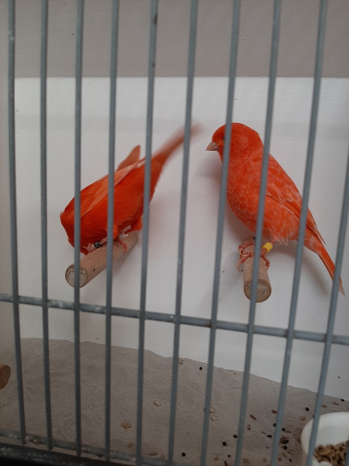 ROOD VETSTOF, Dieren en Toebehoren, Meerdere dieren, Kleurkanarie