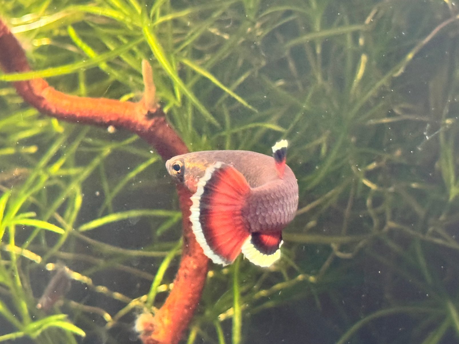 Betta albimargina €25,- per paar, Vis