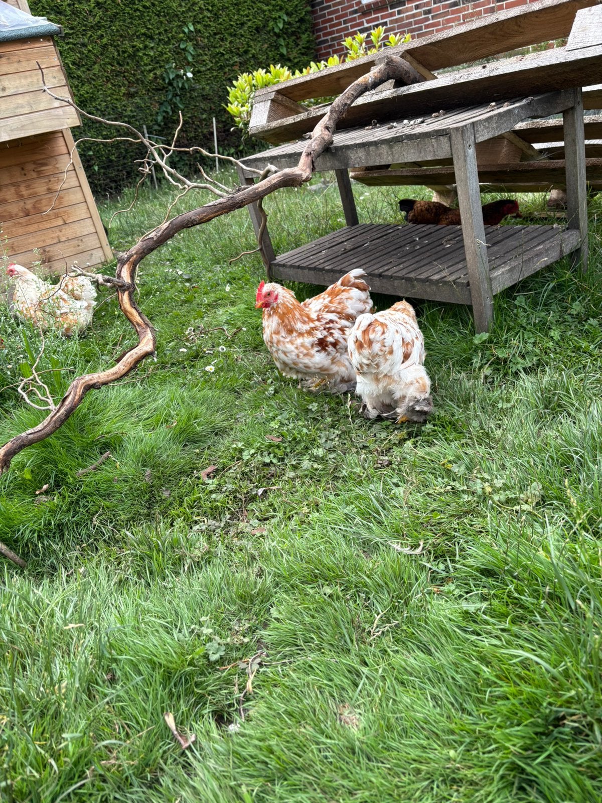 Cochin kriel hanen 3 stuks. Doosje eieren erbij gratis, Dieren en Toebehoren, Mannelijk, Kip