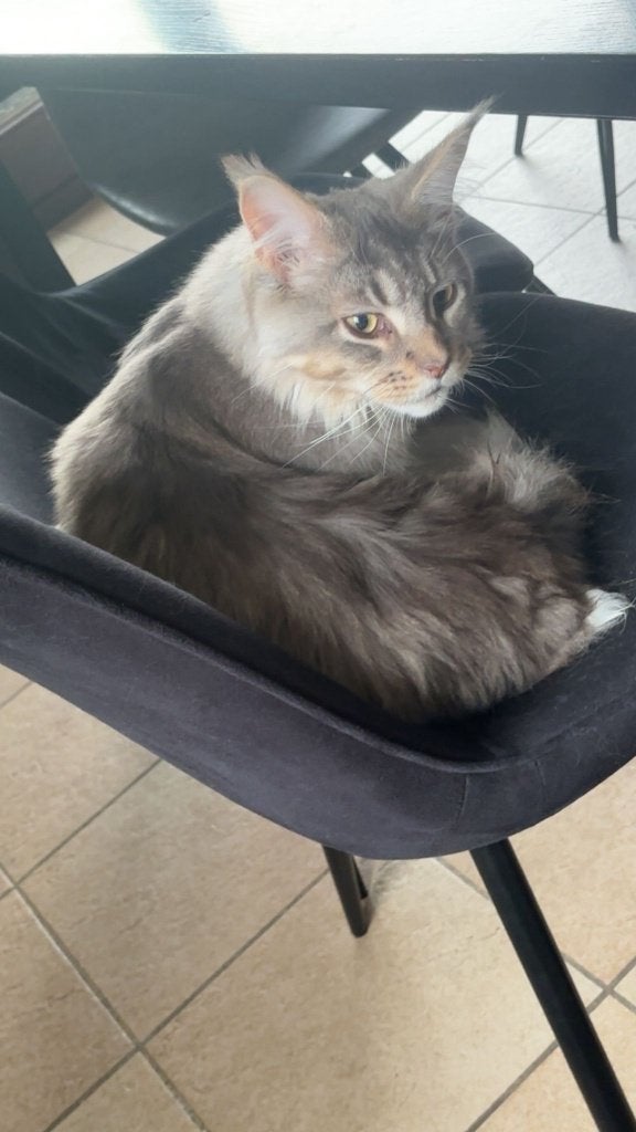 Maine Coon kitten 6 maanden, Dieren en Toebehoren, Katten en Kittens | Raskatten | Langhaar, Kater, Gechipt, 0 tot 2 jaar