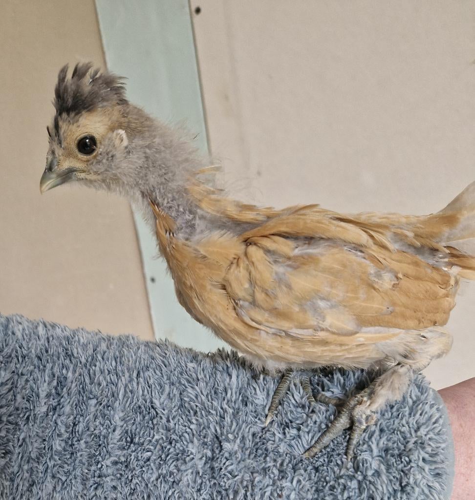 USA zijdehoen haan buff gladveer, Dieren en Toebehoren, Pluimvee, Mannelijk, Kip