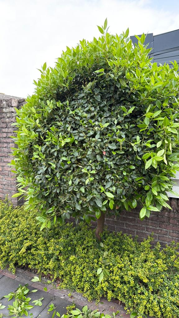 2 bomen en struiken, Tuin en Terras, Ophalen, Overige soorten, 100 tot 250 cm