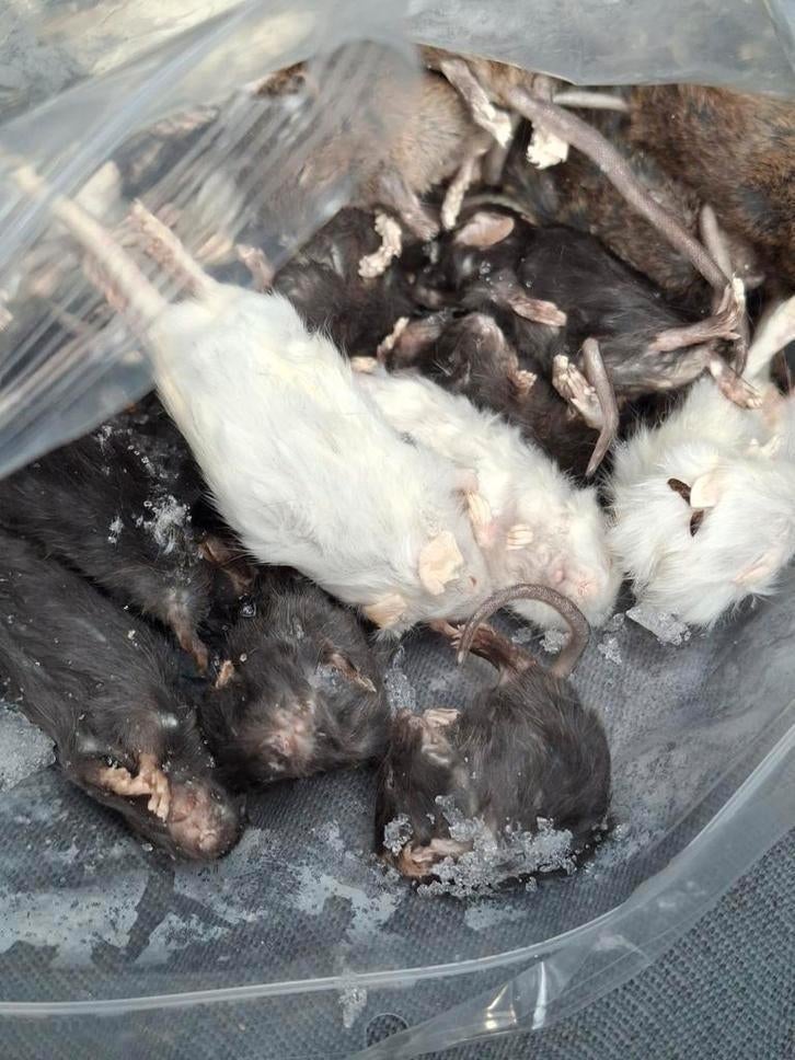 Diepvries muizen, ratten, hamsters en degoes voor reptielen, Ophalen of Verzenden, Nieuw, Overige typen