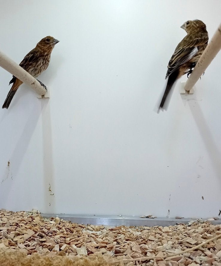 2 mexicaanse roodmussen, Meerdere dieren, Tropenvogel, Geringd