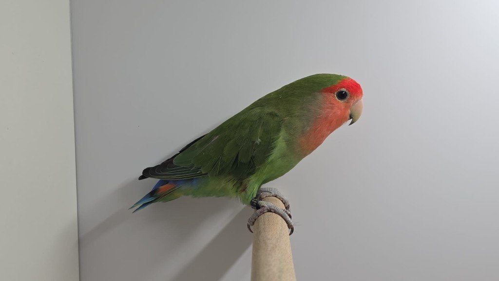 Perzikkopagapornis, Dieren en Toebehoren, Mannelijk, Dwergpapegaai of Agapornis, Geringd
