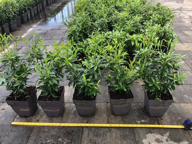 Laurier Sofia ( buxus vervanger ), Tuin en Terras, Planten | Struiken en Hagen, Ophalen, Laurier, Haag, Minder dan 100 cm