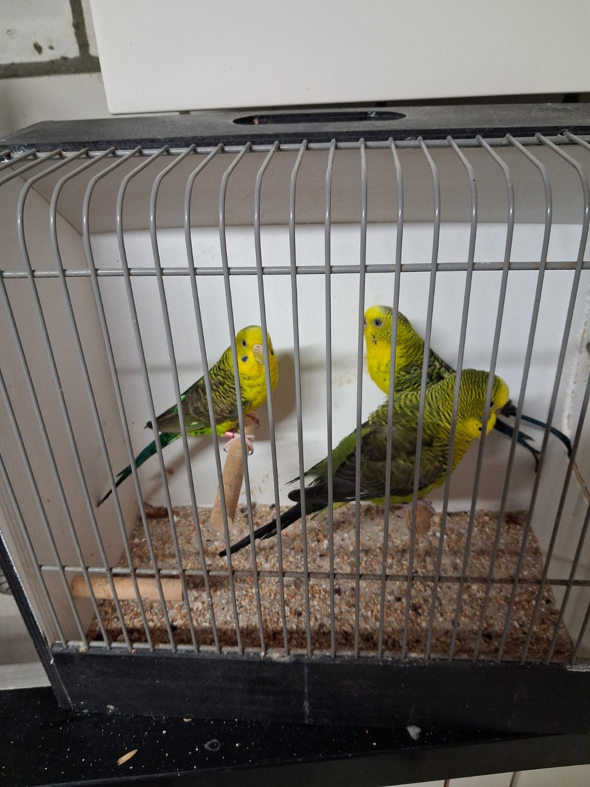 te koop blackwing.  grasparkieten kleur groen geel., Dieren en Toebehoren, Meerdere dieren