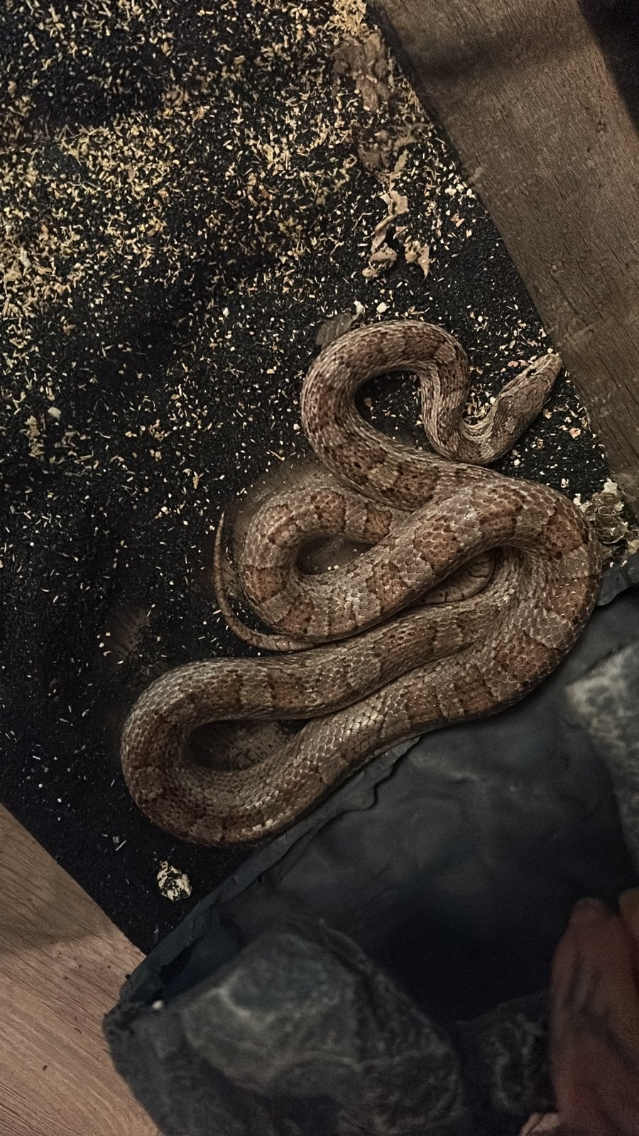 Rattenslangen Rat Snake photo 2