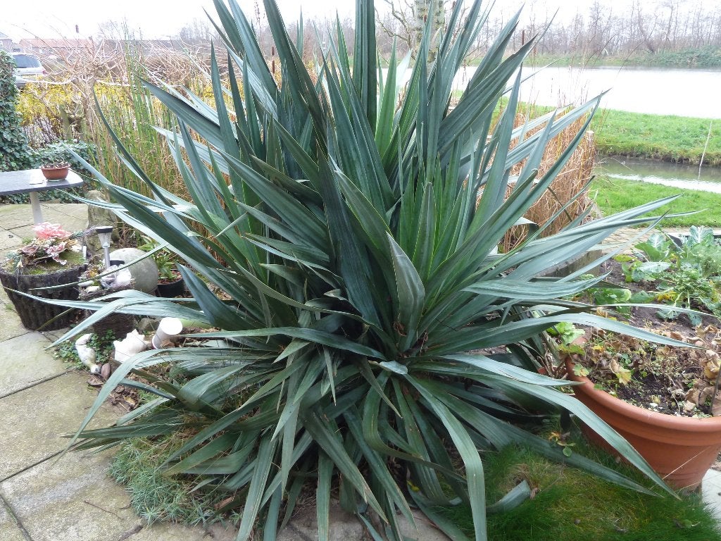 Reuze Yuka plant . Stekken te koop, Ophalen of Verzenden, Overige soorten, Volle zon