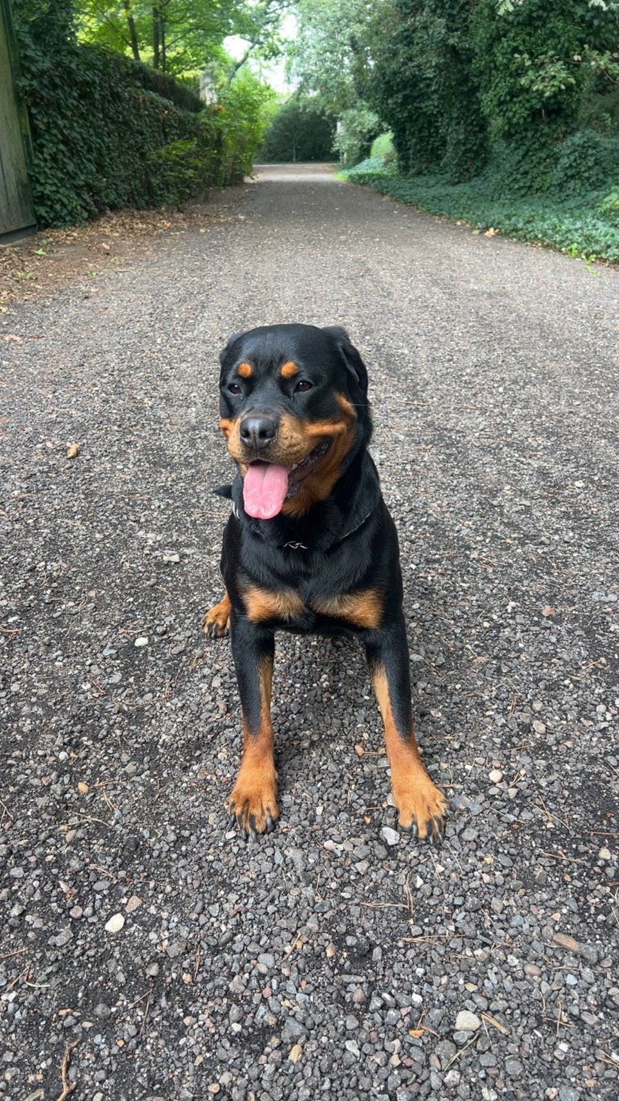 Rottweiler teefje, Dieren en Toebehoren, 1 tot 2 jaar, Teef, Eén hond, CDV (hondenziekte)