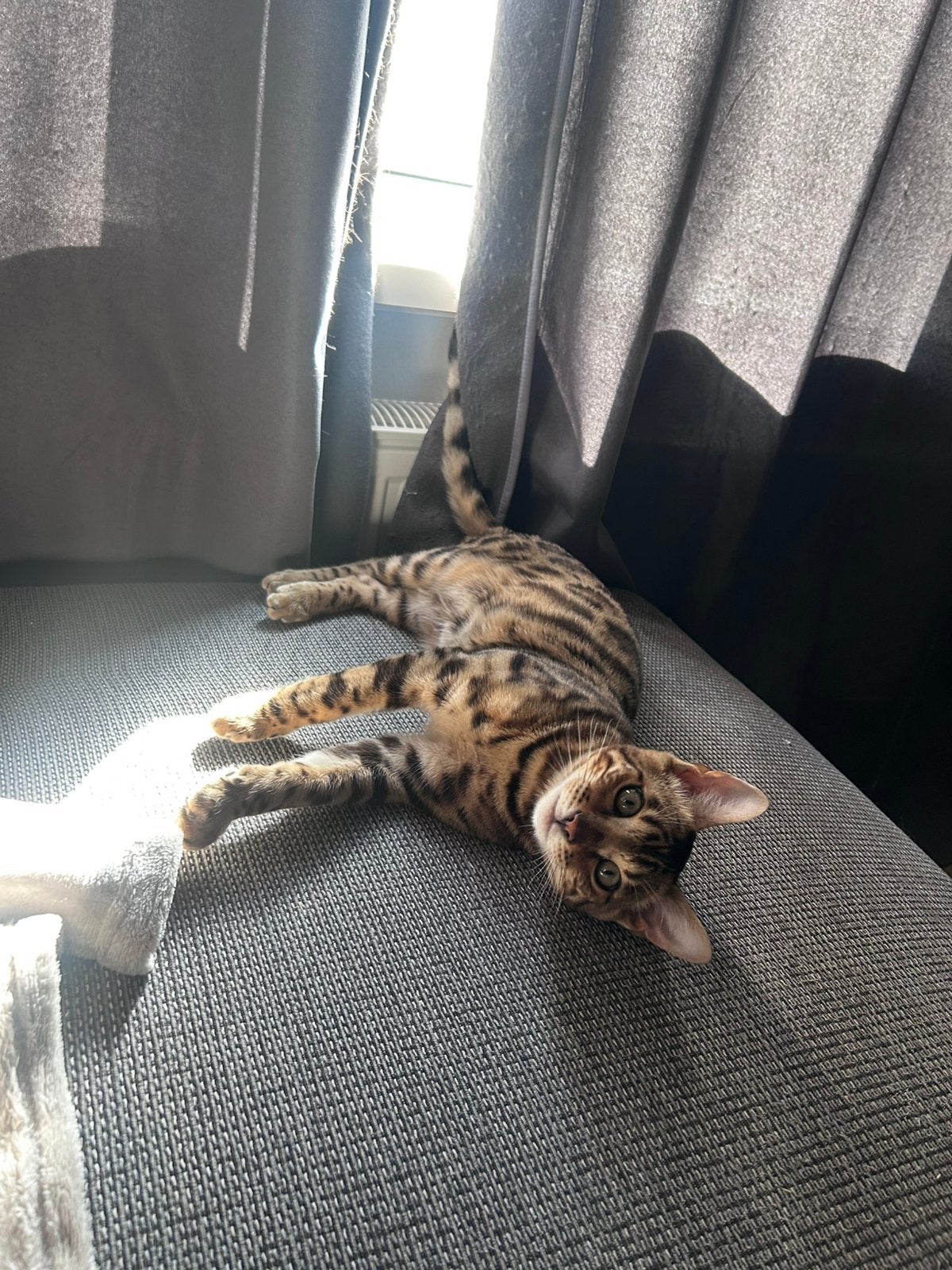 Ik zoek een nieuwe baasje, Kater, Gechipt
