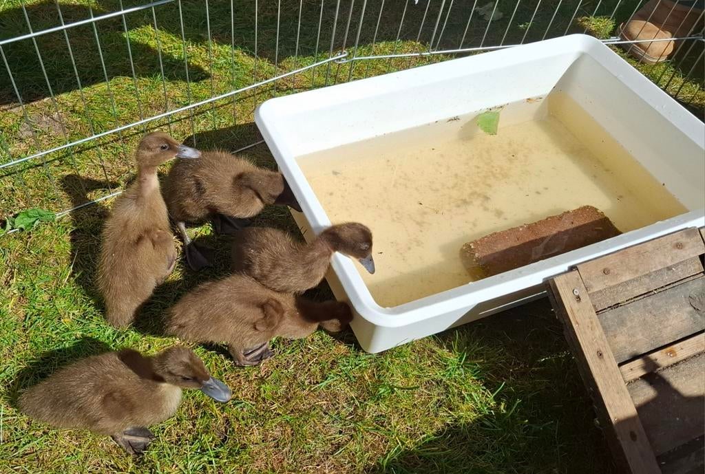 Khaki Cambell eendjes, Ophalen, Nieuw, Overige typen