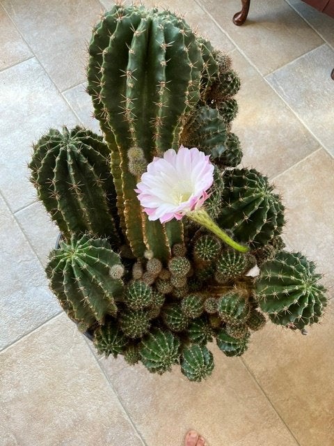 plant, Huis en Inrichting, Ophalen, Cactus, Minder dan 100 cm, Bloeiende kamerplant
