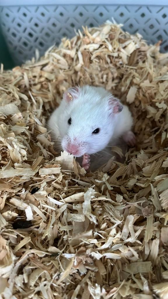 Witte tamme hamster, Hamster, Mannelijk, Tam, September