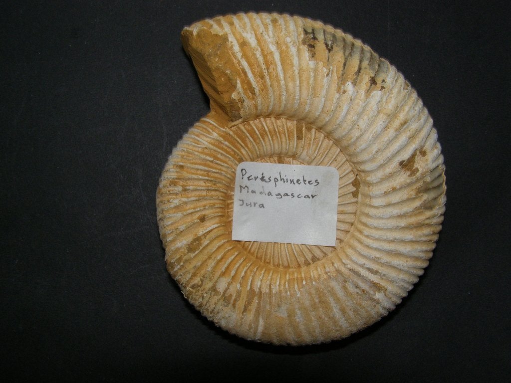 Amoniet Jura, Verzamelen, Ophalen of Verzenden, Fossiel