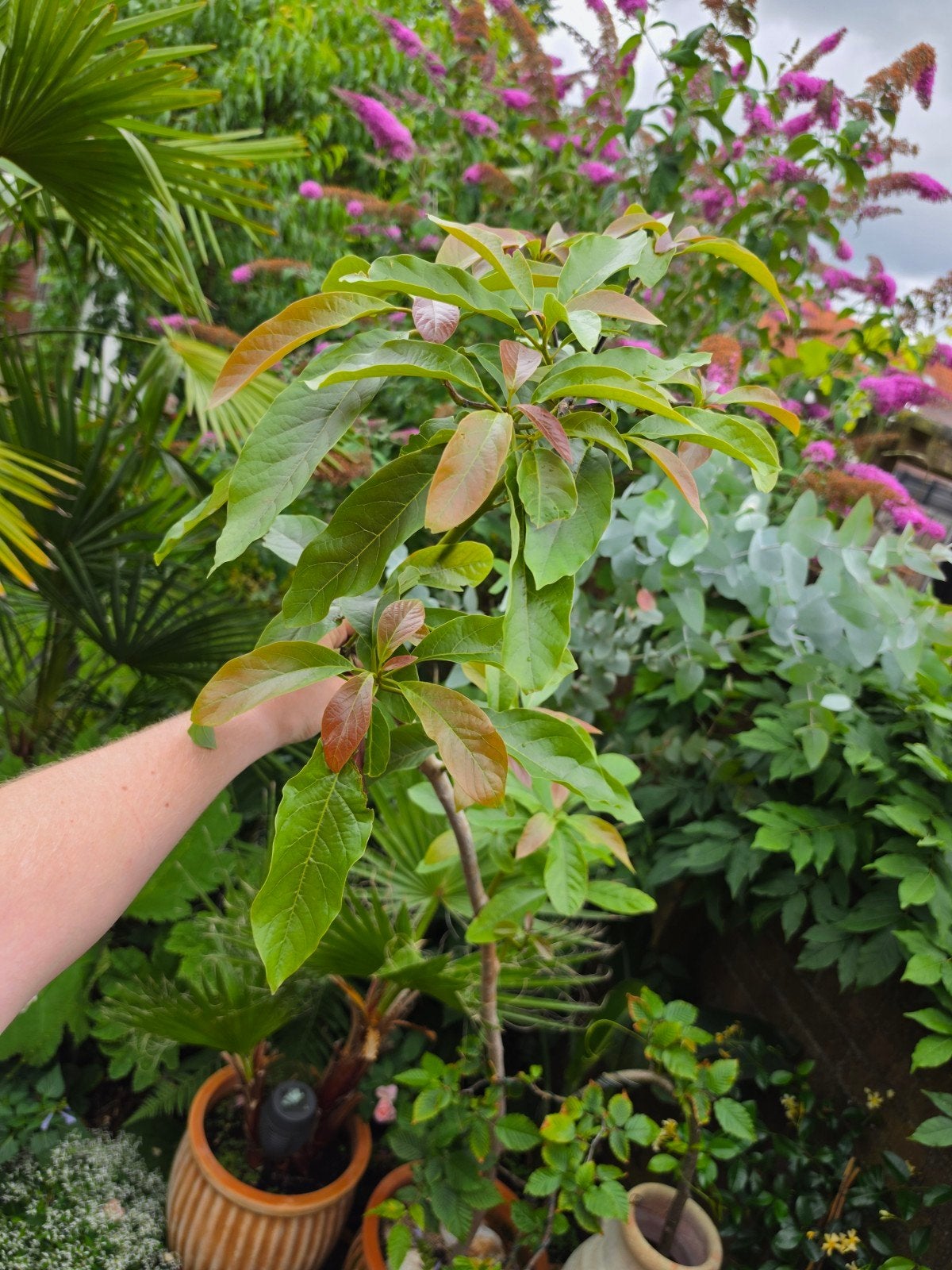 Avocado boom xxl, Ophalen, Overige soorten, Volle zon