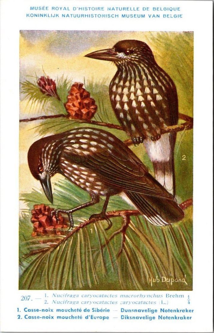 Notenkraker / Spotted Nutcracker – Nº 207 – (KBIN / IRSNB), Verzenden, 1940 tot 1960, Ongelopen, Vogel