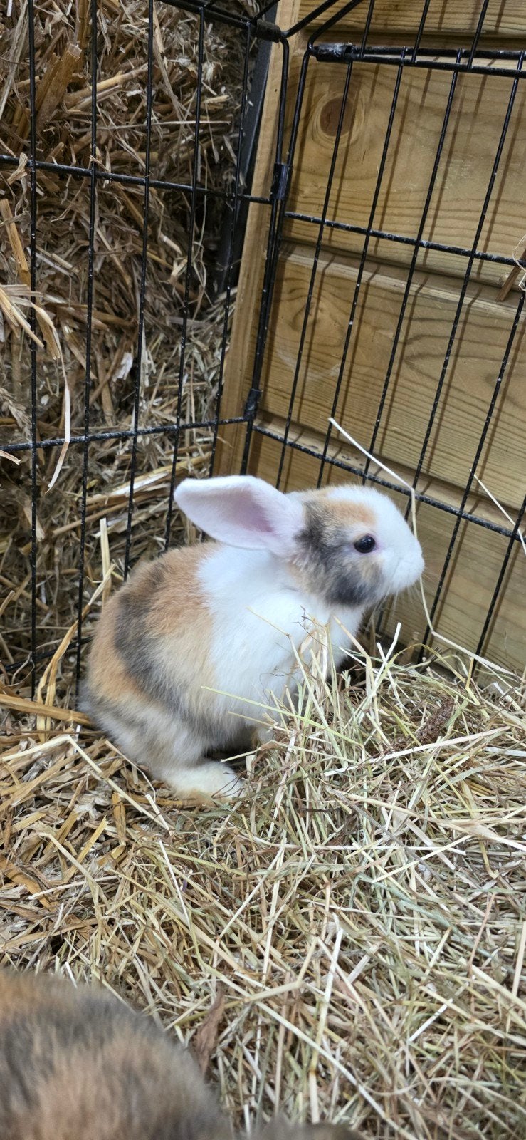 Hangoor konijntjes, Dieren en Toebehoren, Konijnen, Vrouwelijk, Dwerg, Hangoor