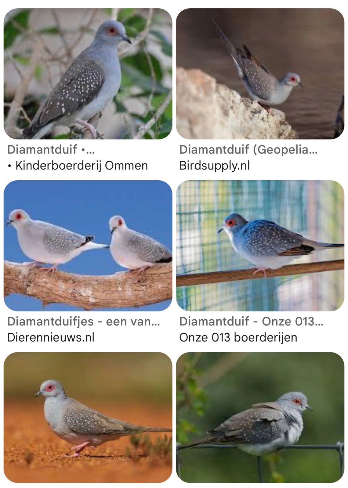 Diamant duiven, Dieren en Toebehoren, Vogels | Overige Vogels, Meerdere dieren