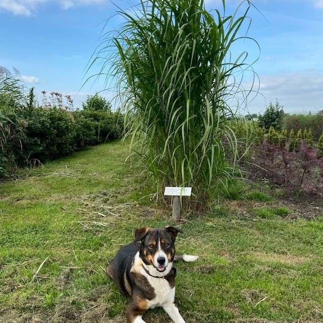Olifanten gras, Miscanthus x giganteus, olifantsgras, Vaste plant, Siergrassen