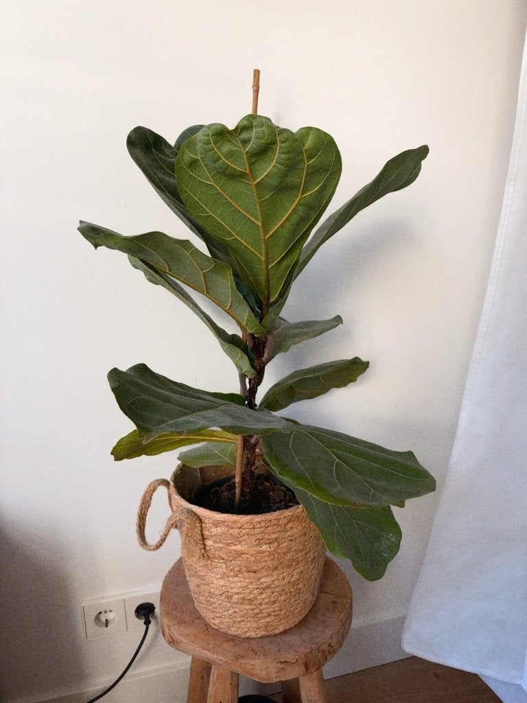 Vioolbladplant Ficus lyrata, Huis en Inrichting, Ophalen, Ficus, Halfschaduw, Minder dan 100 cm