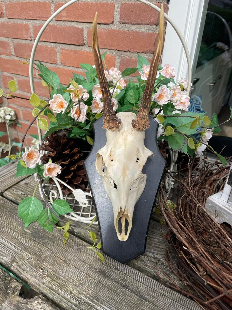 Ree gewei op plankje - Landelijk brocante decoratie, Ophalen