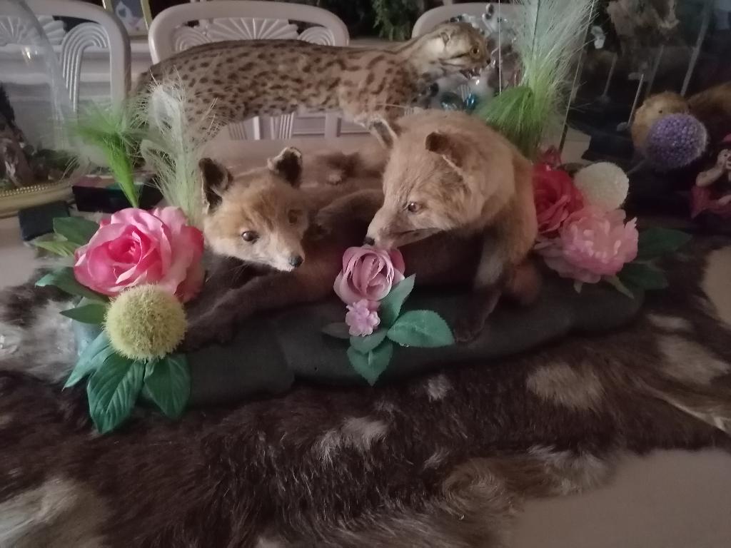 Taxidermy, Verzamelen, Dierenverzamelingen, Verzenden, Zo goed als nieuw, Overige soorten, Opgezet dier