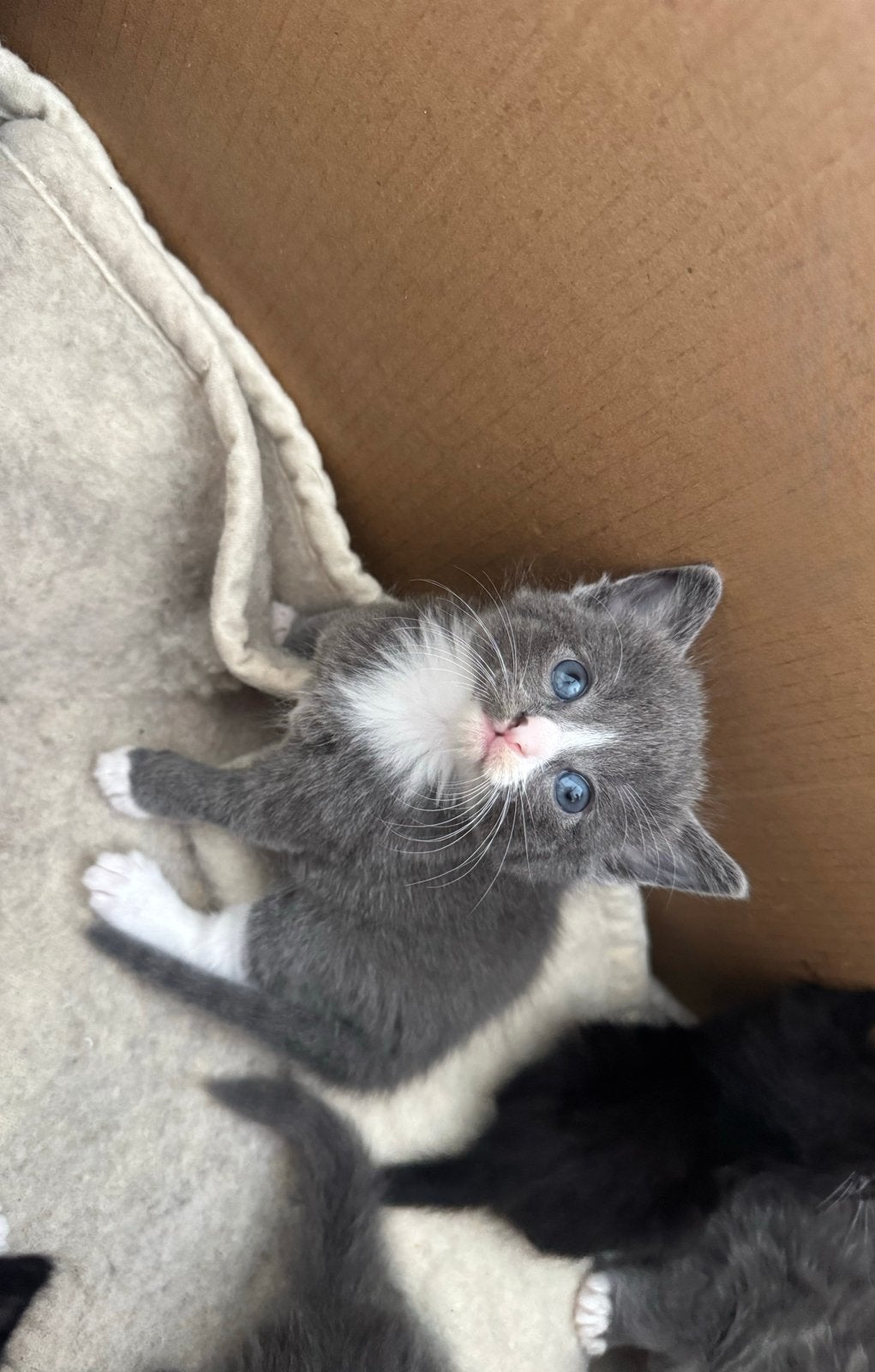 Ragdoll x europesekorthaar kittens, Meerdere dieren