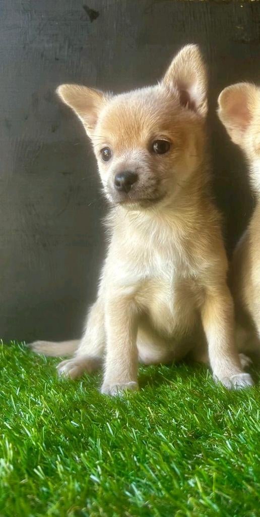Prachtige Pomchi pups zoeken een liefdevol thuis., Parvo, Overige rassen, 8 tot 15 weken, Meerdere