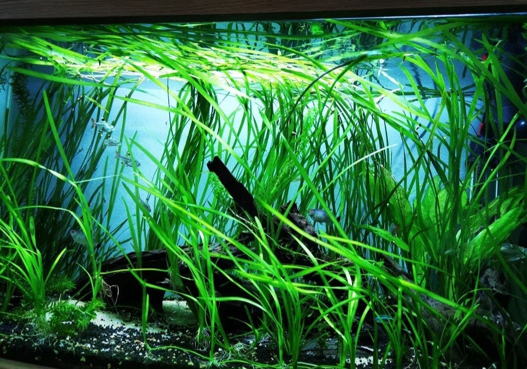Vallisneria Spiralis aquarium planten stekken, Ophalen, Gebruikt, Plant(en), Steen of Hout