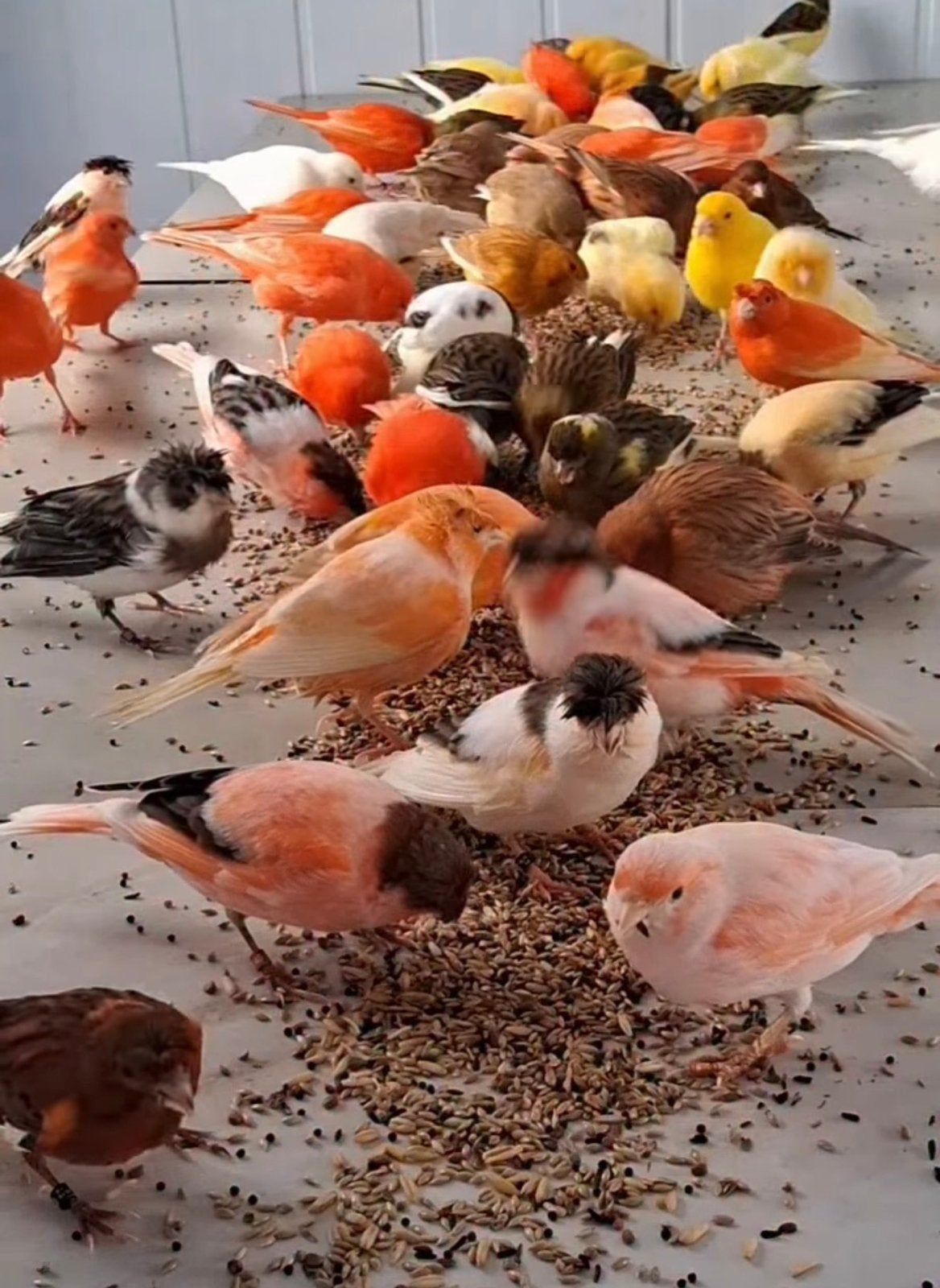 zingende postuur kanaries, Dieren en Toebehoren, Meerdere dieren, Postuurkanarie