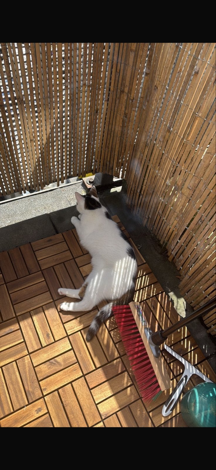 Lieve poes zoekt een gouden mandje, Dieren en Toebehoren, Katten en Kittens | Overige Katten, Poes