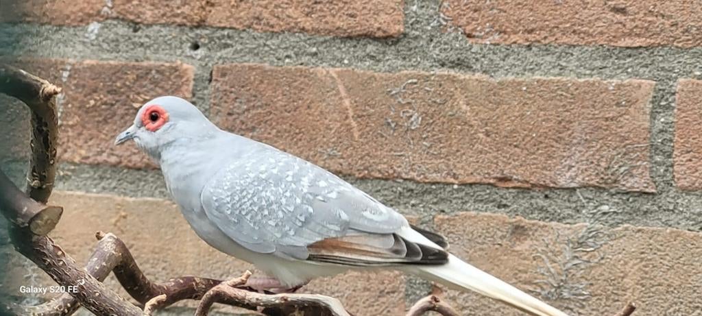 Diamantduifje man
Grijs witstuit, Mannelijk, Tropenvogel
