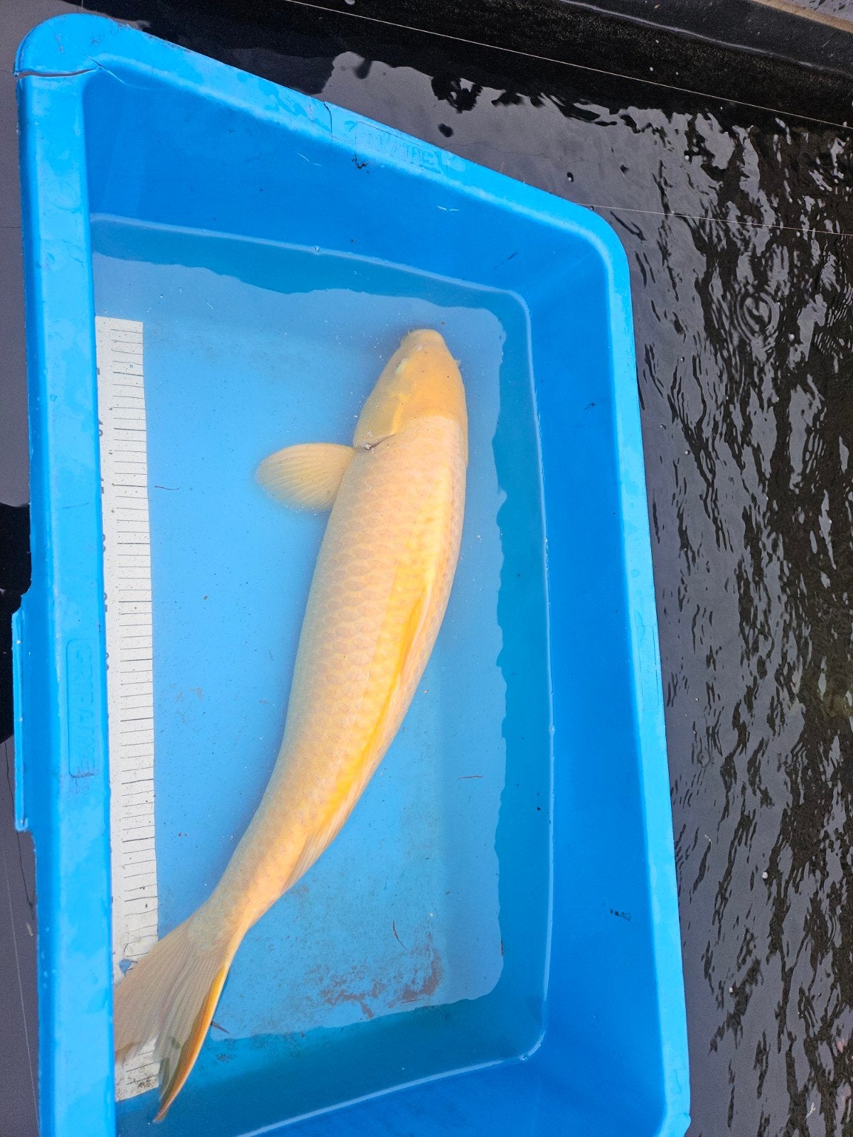 karashigoi bijna 70 cm, Karper of Koi