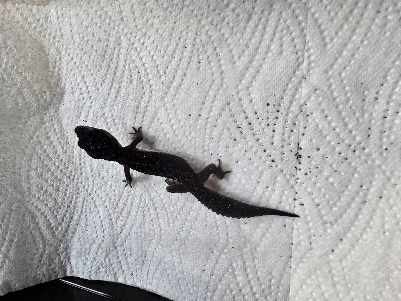 Prachtige pure Black Night luipaardgekko's (Eublepharis macu Leopard Gecko photo 4
