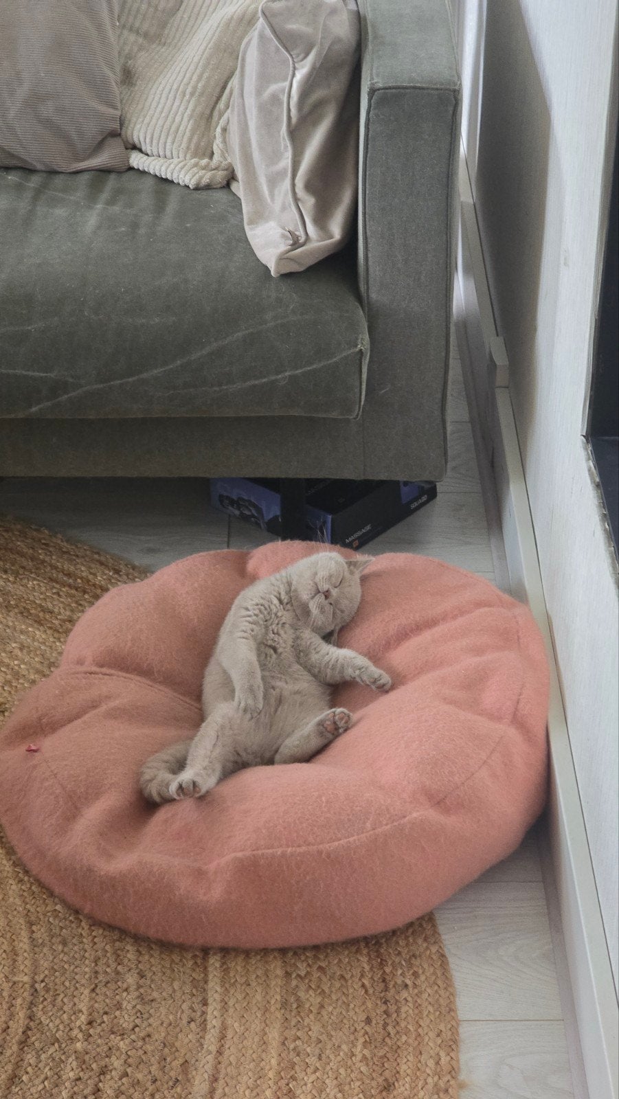 Foto 16 van Wij mogen verhuizen! Prachtige kittens met stamboom