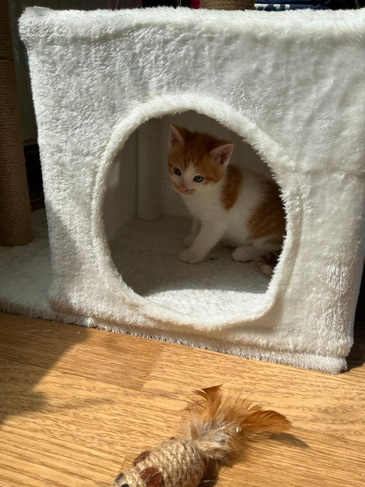 Lief poesje zoekt een nieuw thuis., Dieren en Toebehoren, Katten en Kittens | Overige Katten, Poes, Kortharig, 0 tot 2 jaar